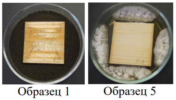 Образец 5 — испытание на грибостойкость